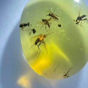 4 Mosquitoes ang 1Bee 1,Burmese amber, 100% natural amber, insect amber