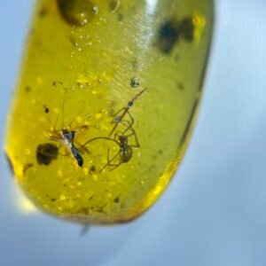 Amyciaea，Burmese amber, 100% natural amber, insect amber
