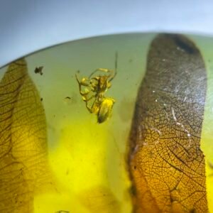 Amyciaea,Burmese amber, 100% natural amber, insect amber