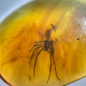 Araneae，Burmese amber, 100% natural amber, insect amber