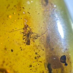 Araneae，Burmese amber, 100% natural amber, insect amber