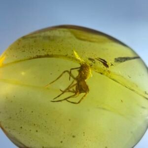 Araneida，Burmese amber, 100% natural amber, insect amber