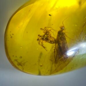 Araneida and Phryganeidae ，Burmese amber, 100% natural amber, insect amber
