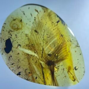 Avian Feather,Burmese amber, 100% natural amber, insect amber