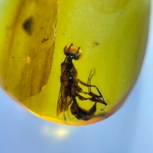 Bee,Burmese amber, 100% natural amber, insect amber