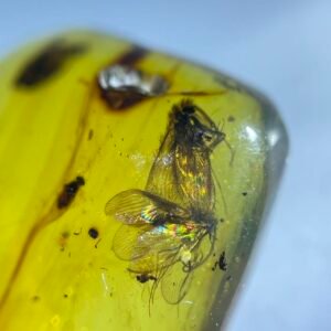 Bees and Berothidae,Burmese amber, 100% natural amber, insect amber
