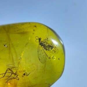 Berothidae,Burmese amber, 100% natural amber, insect amber