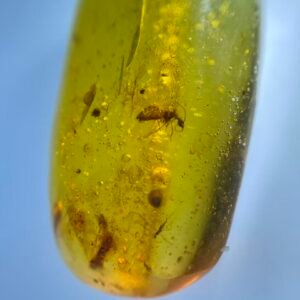 Berothidae,Burmese amber, 100% natural amber, insect amber