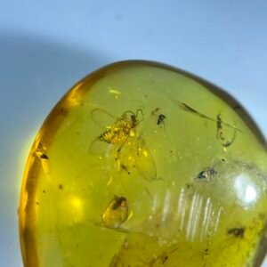 Berothidae,Burmese amber, 100% natural amber, insect amber