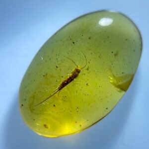 Bristletails, Burmese amber, 100% natural amber, insect amber