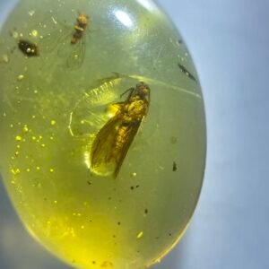 Caddis fly，Burmese amber, 100% natural amber, insect amber