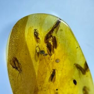 Caddisfly case,Burmese amber, 100% natural amber, insect amber