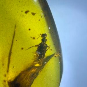 Carabidae，Burmese amber, 100% natural amber, insect amber