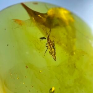 Cicada Nymph,Burmese amber, 100% natural amber, insect amber