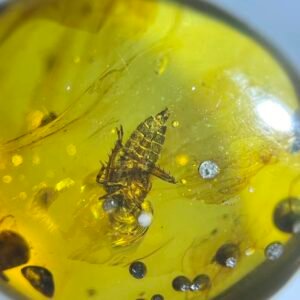 Cicada juvenile,Burmese amber, 100% natural amber, insect amber