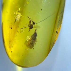 Cicadas and Mosquitoes, Burmese amber, 100% natural amber, insect amber