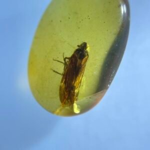 Cixiidae ，Burmese amber, 100% natural amber, insect amber