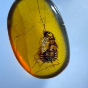 Cockroach Nymphs,Burmese amber, 100% natural amber, insect amber