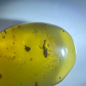 Coreoidea ,Burmese amber, 100% natural amber, insect amber