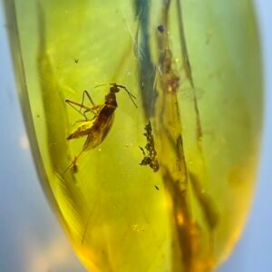 Coreoidea，Burmese amber, 100% natural amber, insect amber