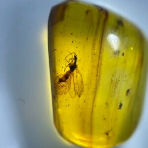 Dipteromantispidae ，Burmese amber, 100% natural amber, insect amber