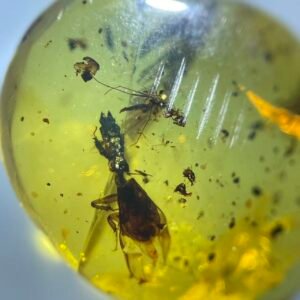Dung beetle,Burmese amber, 100% natural amber, insect amber