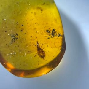 Enicocephalidae，Burmese amber, 100% natural amber, insect amber