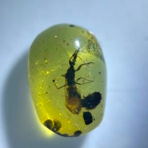 Enicocephalidae ，Burmese amber, 100% natural amber, insect amber