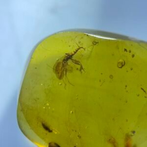 Enicocephalidae ,Burmese amber, 100% natural amber, insect amber