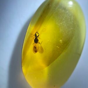 Enicocephalidae ,Burmese amber, 100% natural amber, insect amber