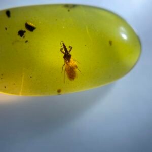 Enicocephalidae，Burmese amber, 100% natural amber, insect amber