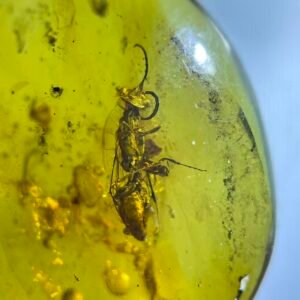 Bee,Burmese amber, 100% natural amber, insect amber