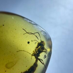 Formicidae ,Burmese amber, 100% natural amber, insect amber