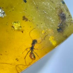 Formicidae,Burmese amber, 100% natural amber, insect amber