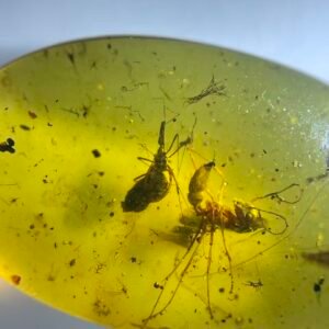 Formicidae and Hydrometridae ,Burmese amber, 100% natural amber, insect amber