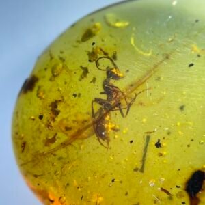 Formicidae,Burmese amber, 100% natural amber, insect amber