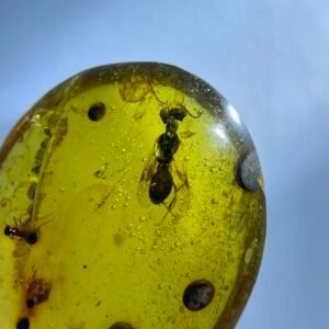 Bee,Burmese amber, 100% natural amber, insect amber