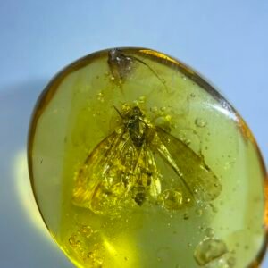 Fulgoroidea Linnaeus，Burmese amber, 100% natural amber, insect amber