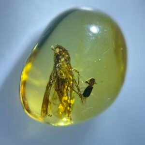 Fulgoroidea，Burmese amber, 100% natural amber, insect amber