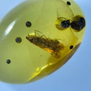 Fulgoroidea,Burmese amber, 100% natural amber, insect amber