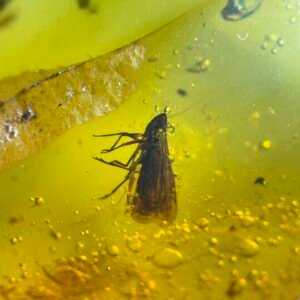 Fulgoroidea and Mycetophilidae , Burmese amber, 100% natural amber, insect amber