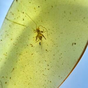 Grylloidea，Burmese amber, 100% natural amber, insect amber