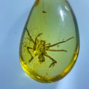Hexathelidae，Burmese amber, 100% natural amber, insect amber
