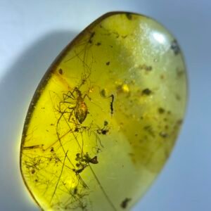 Hydrometridae ，Burmese amber, 100% natural amber, insect amber