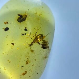 Hydrometridae,Burmese amber, 100% natural amber, insect amber