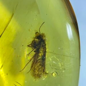 Incertae Sedis ,Burmese amber, 100% natural amber, insect amber