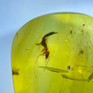 Labiduridae,Burmese amber, 100% natural amber, insect amber