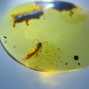 Labiduridae，Burmese amber, 100% natural amber, insect amber