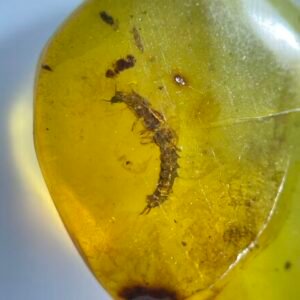 Lithobiomorpha,Burmese amber, 100% natural amber, insect amber