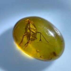 Meimuna mongolica Nymph , Burmese amber, 100% natural amber, insect amber